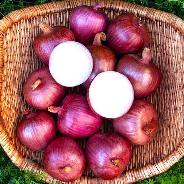 Miniatura 3 de Cebolla italiana grande Ramata di Milano Rossa Alrededor de 300 semillas