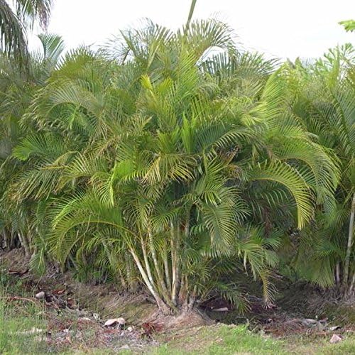 Areca Palm Seeds (Dypsis lutescens) Paquete de 10 Semillas