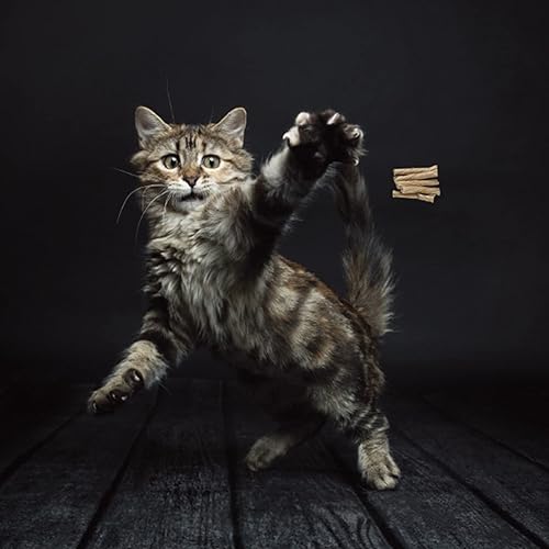 Miniatura 2 de Cat Dancer 101 - Juguete interactivo para gato