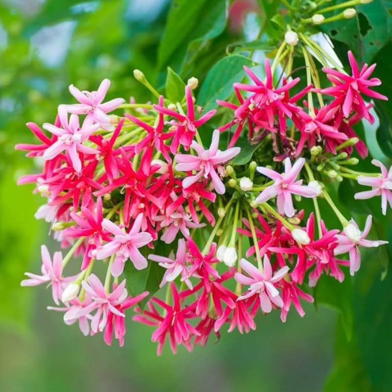 Madhumalati All Season Flower Plant Rangoon Creeper Climbing Plant (Pack of 1 Healthy live plant)-image-13