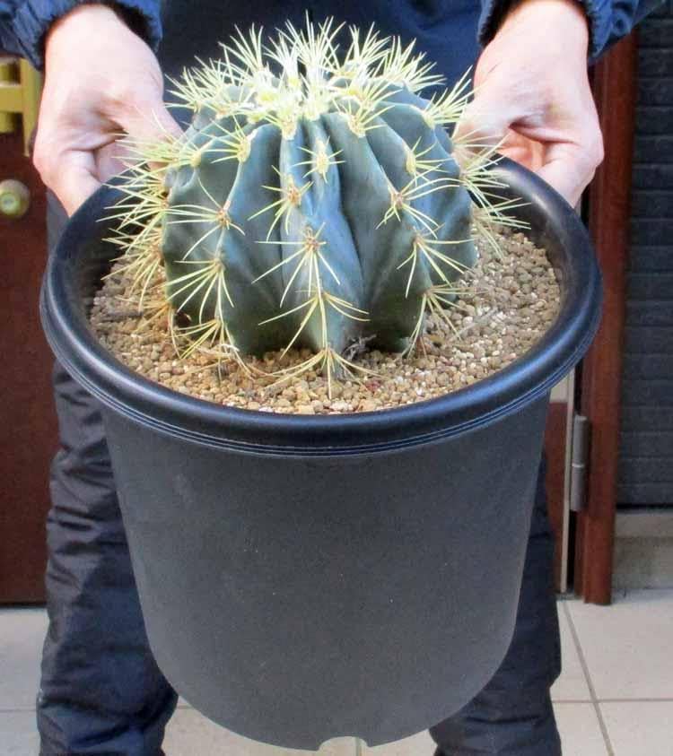 刺サボテン 刺無王冠竜（オオカンリュウ）王冠竜の突然変異種 8号 H7