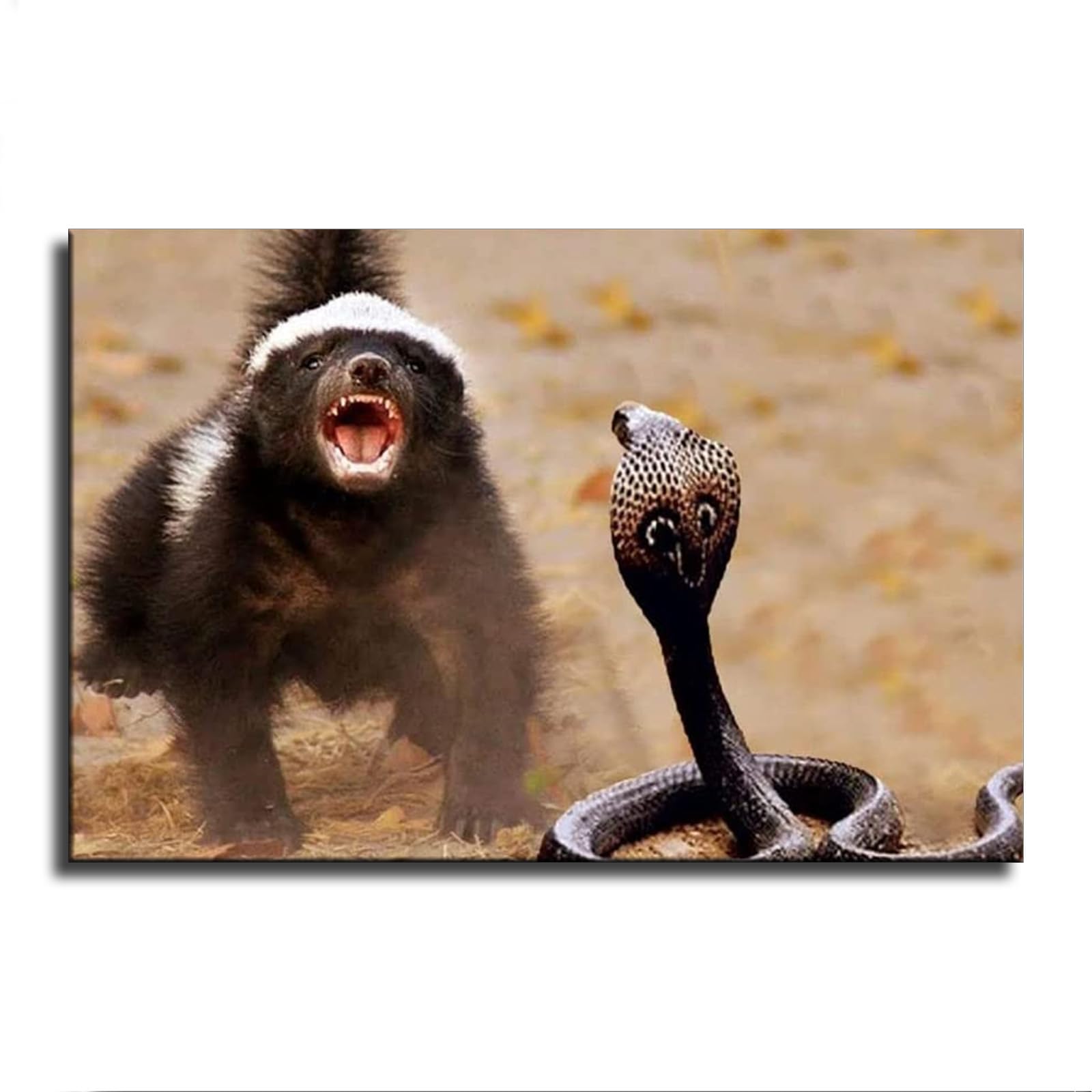 Honey Badger Vs King Cobra