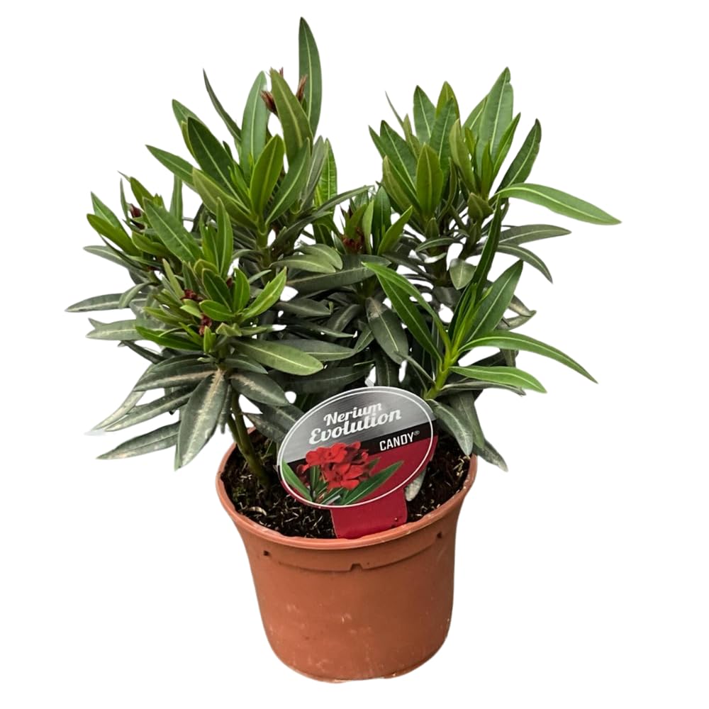 1 PIANTA DI OLEANDRO EVOLUTION CANDY ROSSO VASO 14CM
