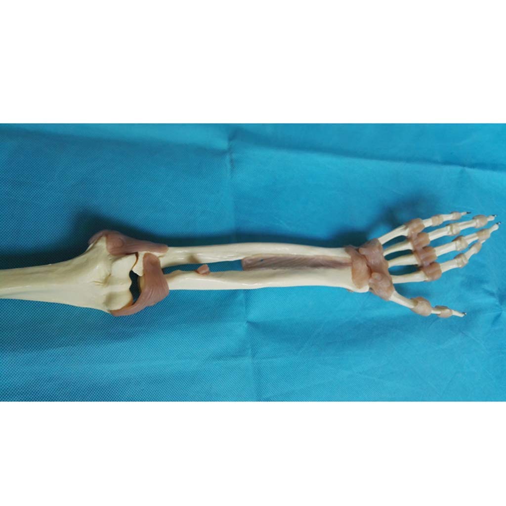 Modèle d'enseignement, modèles scientifiques de l'anatomie humaine - 1: 1 - Modèle fonctionnel d'articulation du membre supérieur - Modèle fonctionnel du ligament du squelette - Pour l'éducation médic