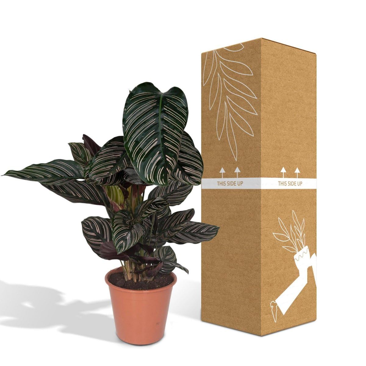 Calathea Ornata Zimmerpflanze Enthält Bewegliche Blätter, Pflegeleicht, Zimmerpflanzen, Wohnzimmer Pflanzen, Geeignet für Wohnzimmer Büro Balkon, Grün, Ø19cm 75cm