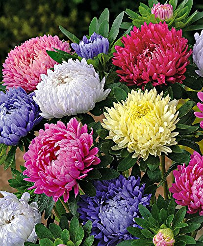 S.G.U. Aster Cut Flower Mixed best hybrid seeds (75 seeds per pct) (B0794YY6XG) Amazon Price History, Amazon Price Tracker
