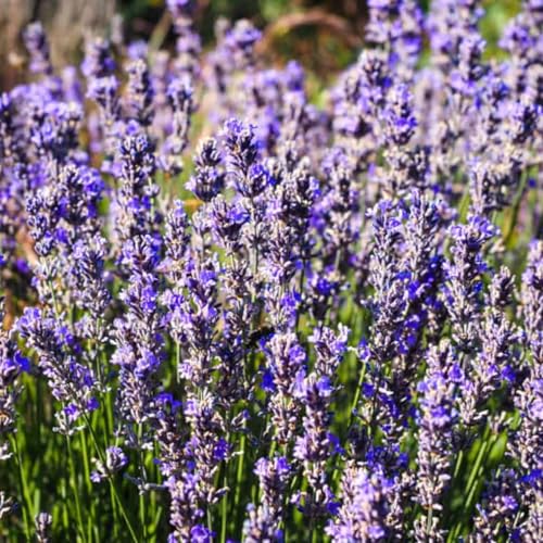 2 Grosso Lavender Live Plants, Fragrant Lavender Flowering Herb Plants,