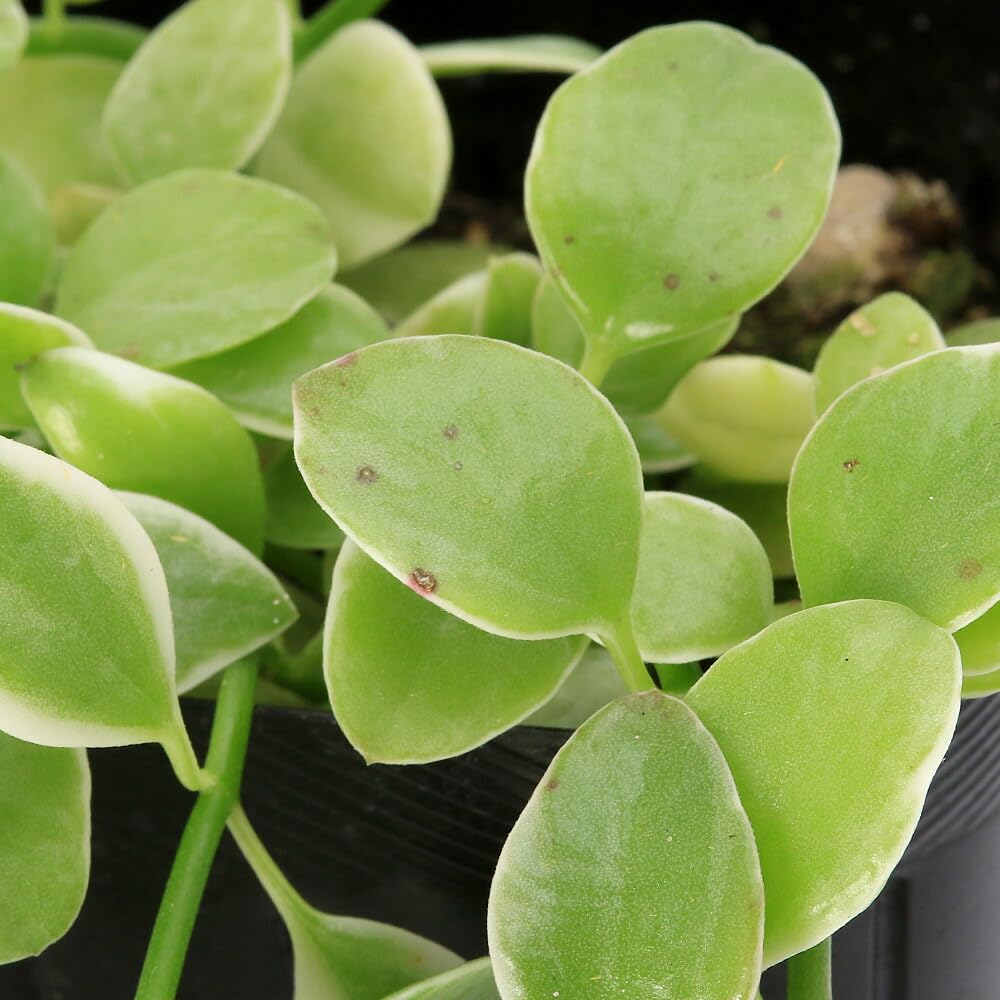 Amazon.co.jp: （観葉植物）ディスキディア エメラルド 2．5～3号