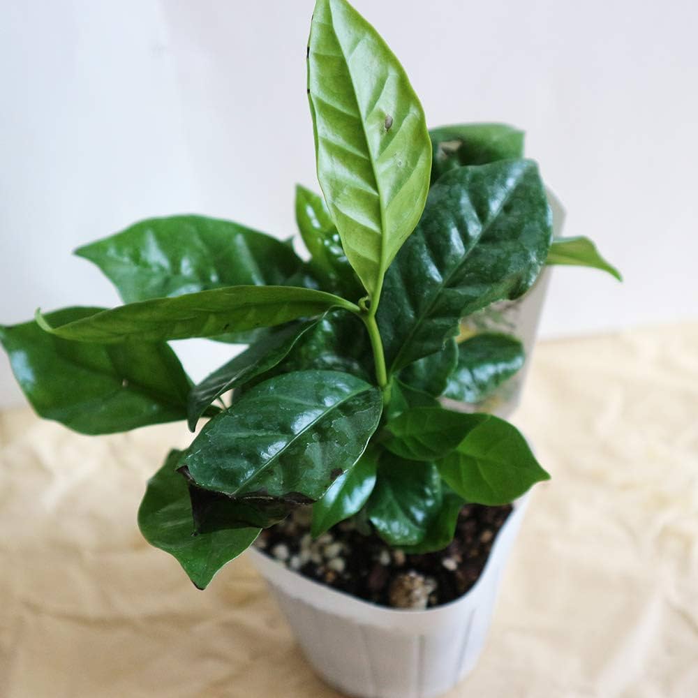 Amazon|ITANSE コーヒーの木(コーヒーノキ) 【果樹苗 9cmポット Amazon|ITANSE コーヒーの木(コーヒーノキ) 【果樹苗 9cmポット