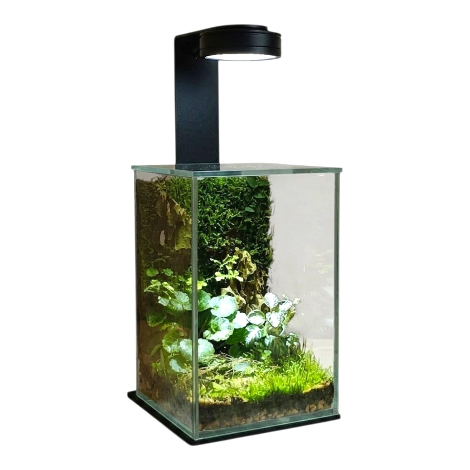 UNEARTH Full Spectrum LED Desktop Terrarium Magnetic Grow Light 7W | for Tanks Upto 6 inches, Metal Body with Timer, Auto On/Off & Dimmable Button-image-44