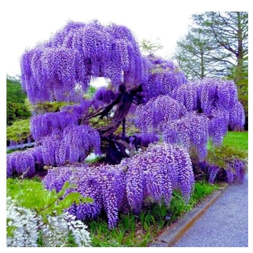 Blue Moon Wisteria Vine - Massive Foot Long Fragrant Flowers - Attract Hummingbirds - 2 - Year Plant