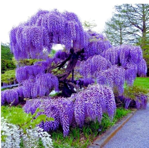 Blue Moon Wisteria Vine - Massive Foot Long Fragrant Flowers - Attract Hummingbirds - 2 - Year Plant by - Japanese Maples and Evergreens®