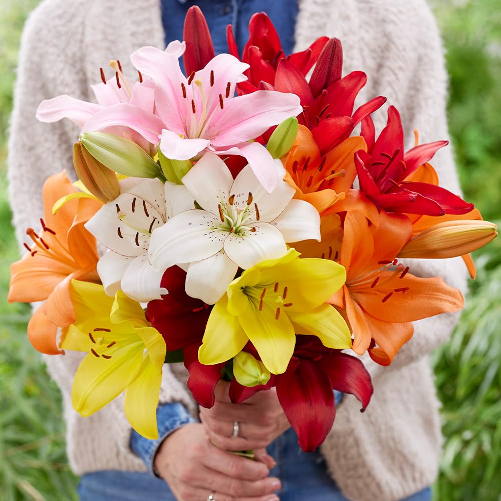 You Garden Majestic Lily Collection Set of 10 Bulbs, Size 14/16, Ready for Planting