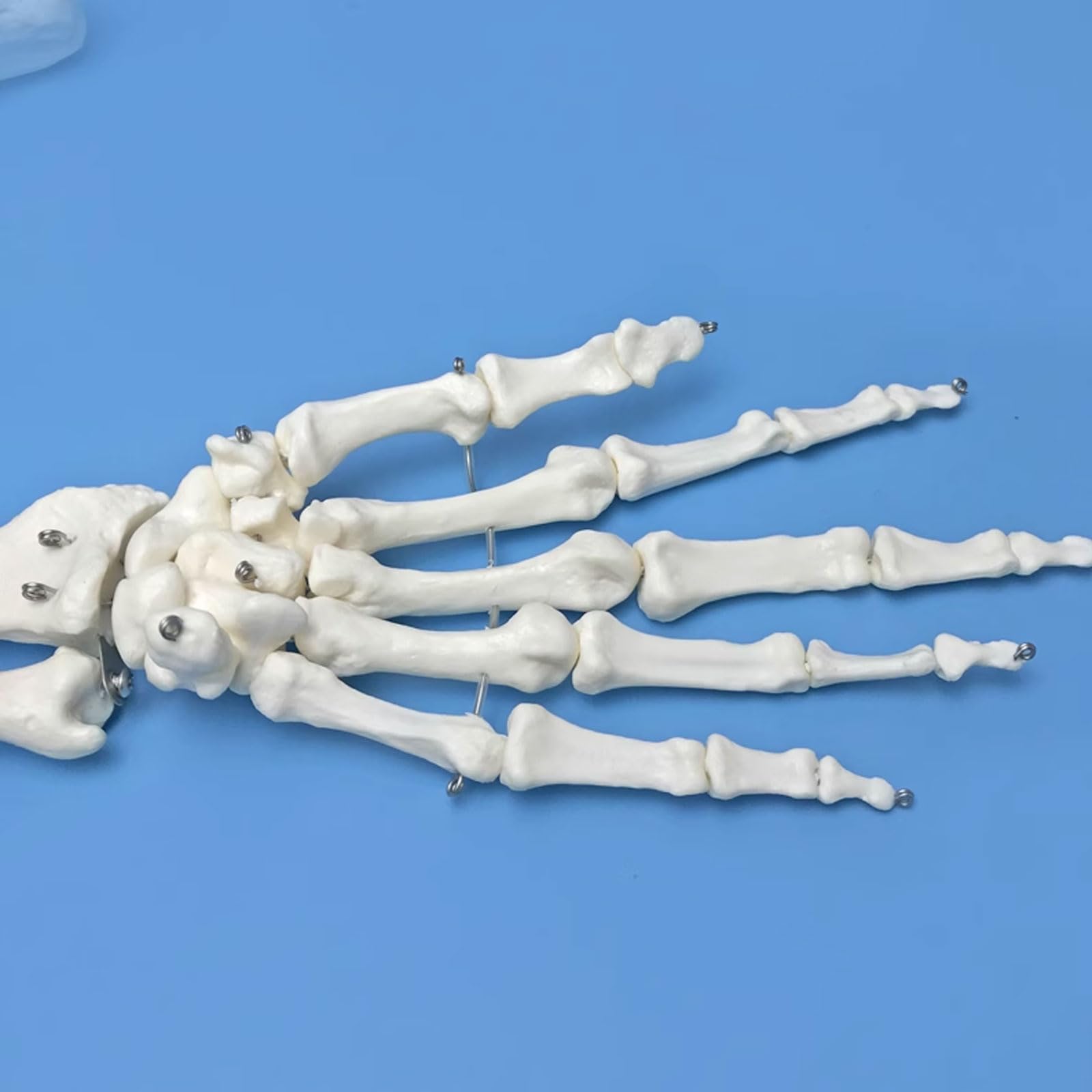 1: 1 Anatomiczny szkielet łopatki ludzkiej górnej kończyny Model Medyczne materiały dydaktyczne Model ramienia Zasoby medyczne