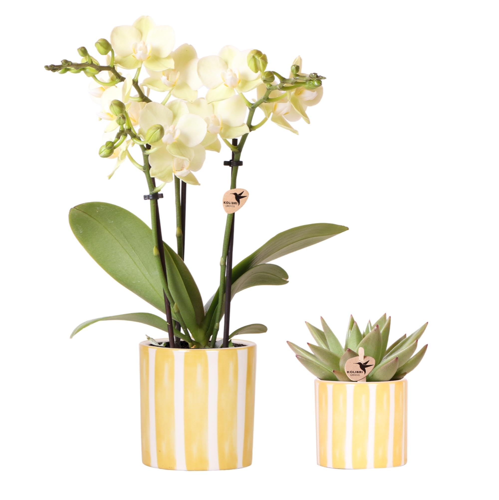 Ensemble d'orchidée mexicaine jaune et succulente dans un pot décoratif à rayures peintes – Taille du pot Ø 9 cm & Ø 6 cm – Plante d'intérieur – Fraîcheur de cultivateur