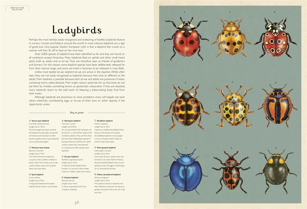 Insectarium: A lavishly illustrated guide to the world of insects in the bestselling Welcome to the Museum series