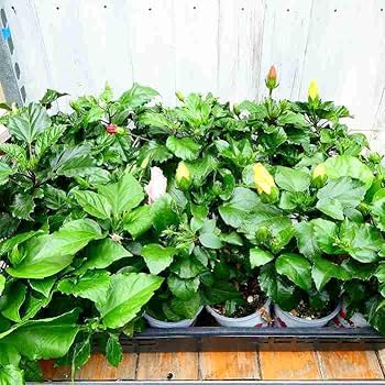 Amazon.co.jp: ハイビスカス 苗 ガーデンハイビスカス