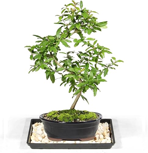 Miniatura 2 de Brussel's - Árbol bonsái de granada enana viva para interiores, 5 años de edad; 8 a 12 pulgadas de alto con recipiente decorativo, bandeja