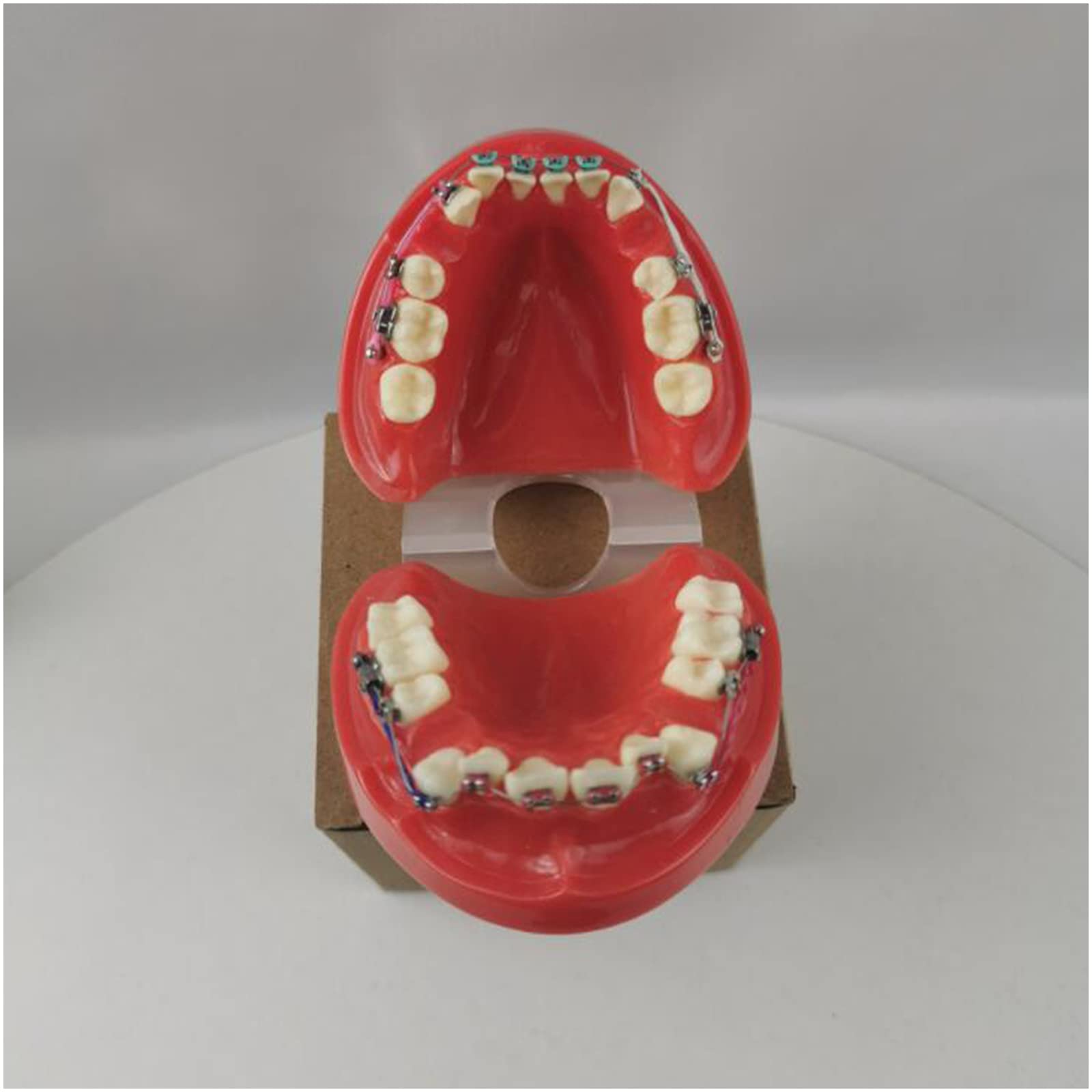 Model zębów Typodont – dentystyczny model ortodontyczny z metalowym i ceramicznym wspornikiem, model wyjaśniający dla dorosłych i dzieci (czerwony)