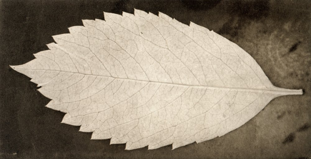 Leaf Photograph 1839 NLeaf An Early Talbotype Photograph By William Henry Fox Talbot 1839 Poster Print by (18 x 24)