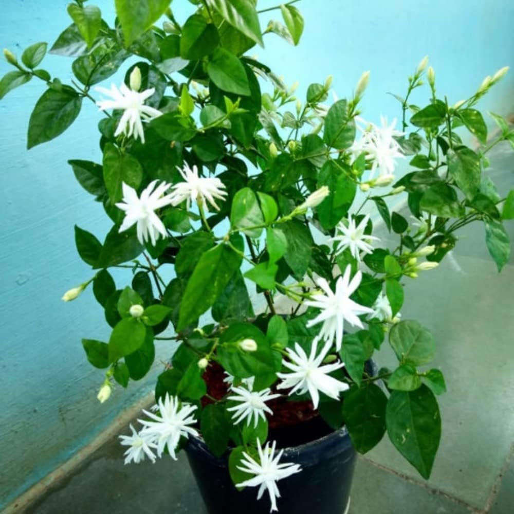 See full amazon price history chart for GOLAPKOLONY Jasminum Sambac Madan Mogra Live Plant Outdoor Flowering Balcony Garden Low Maintenance GOLAPKOLONY Jasminum Sambac Madan Mogra Live Plant Outdoor Flowering Balcony Garden Low Maintenance (B0CVV94Y2C) Amazon Price History, Amazon Price Tracker