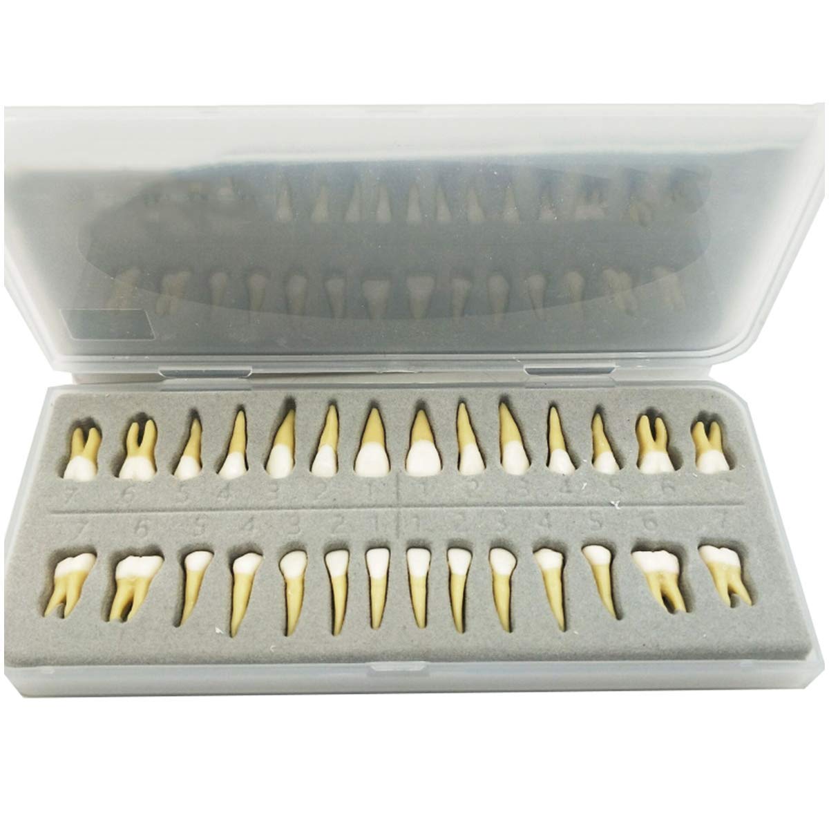ERNZI Ensemble De 28 Pièces Modèle De Dents Permanentes Bicolores G Modèle Dentaire G Modèle De Dents Standard pour Adultes G pour Démonstration Modèle D'enseignement Médical, Matériel De Laboratoire
