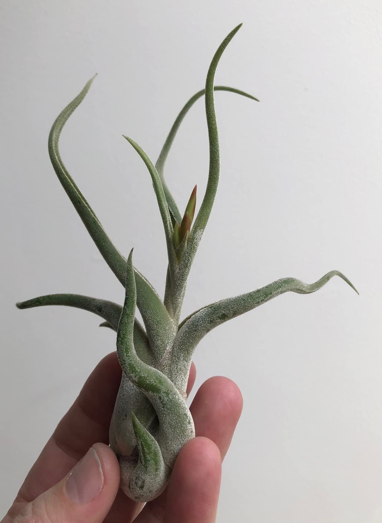 3er Set Tillandsia Luftpflanzen in weißen Alfonso Seeigeln | Echte Airplants, Bromeliengewächse mit Spanischem Moos, Pflegeleicht & dekorativ, Geschenkidee, Trendyairplants