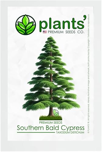 Árbol de Ciprés Calvo del Sur  Semillas Premium  Taxodium distichum 'Summer'  Plants' (Premium Seeds, 20)