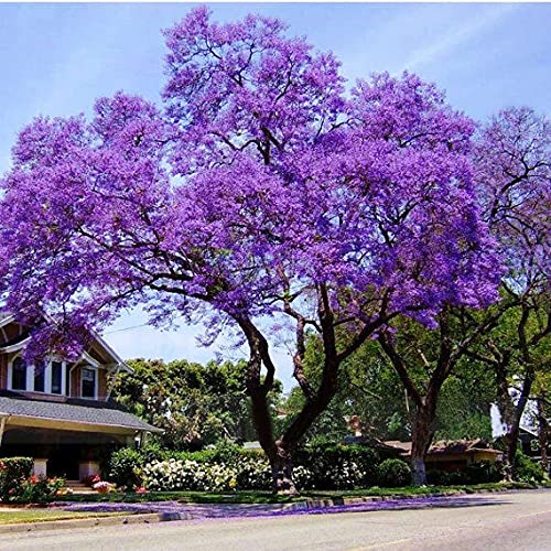 Royal Empress Tree 3 Year Old, Paulownia tomentosa, Bare Root, Deer Resistant! - MVI Garden Decoration
