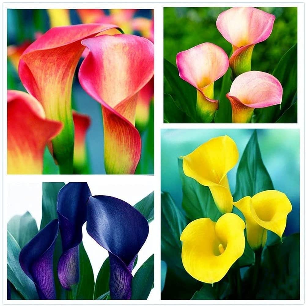 4pcs Mixed Color Calla Lily Bulbs Lightly Scented When Blooming Ideal for Landscaping Design Low Maintenance Calla Bulbs