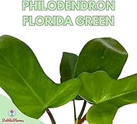 Vista 2 de BubbleBlooms Philo Florida Green, pedato de filodendro de 4 pulgadas