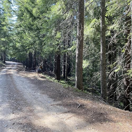 Bonus! Hermit Thrush Singing Near the East Fork of the Salmon River