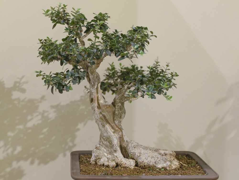 unechter bonsai Kunstpflanzen | Künstlicher Bonsai - Rudi, 50 cm | Wie echt