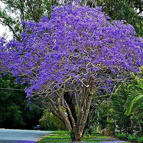 Planthub Jacaranda Rare Purple Flowering Tree Seed, Jacaranda Mimosifolia - Pack of 20 Seeds (B08PSCPWQB) Amazon Price History, Amazon Price Tracker