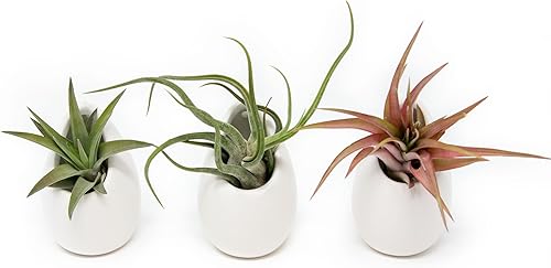 Miniatura 12 de Maceta de pared de cerámica blanca surtida – Tillandsia viva en soporte para plantas – Jarrón para plantas suculentas – Decoración para el hogar