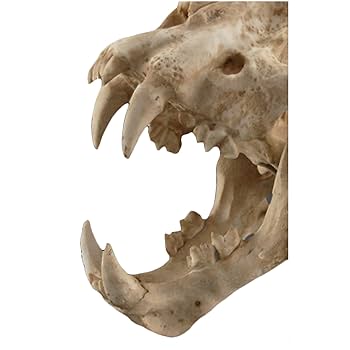 木彫　剣歯虎　ティラコスミルス　頭骨模型　1/2スケール 木彫 剣歯虎 ティラコスミルス 頭骨模型 1/2スケール 木彫 剣歯虎