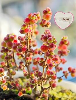 【レアソテツ】種子1粒　色々 レアソテツ】種子1粒 色々