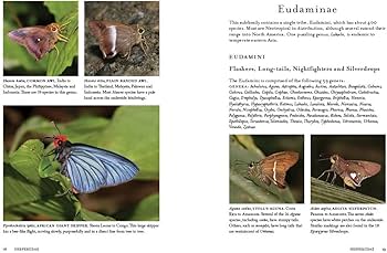 1000 Butterflies: An Illustrated Guide to the World's Most