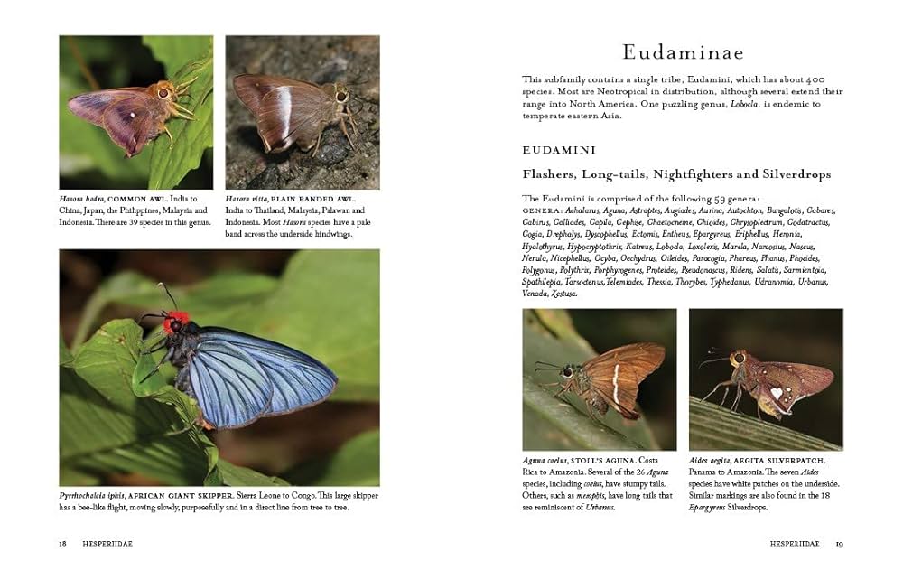 1000 Butterflies: An Illustrated Guide to the World's Most