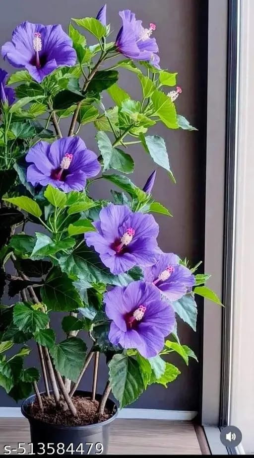 Oxiflora 12 Months All Time Hybrid Blue Hibiscus Live Plant in Grow Bag ? Elegant Blue Tropical Blooms, Ideal for Indoor & Outdoor, Low Maintenance, Year-Round Flowering Healthy Plant-image-10