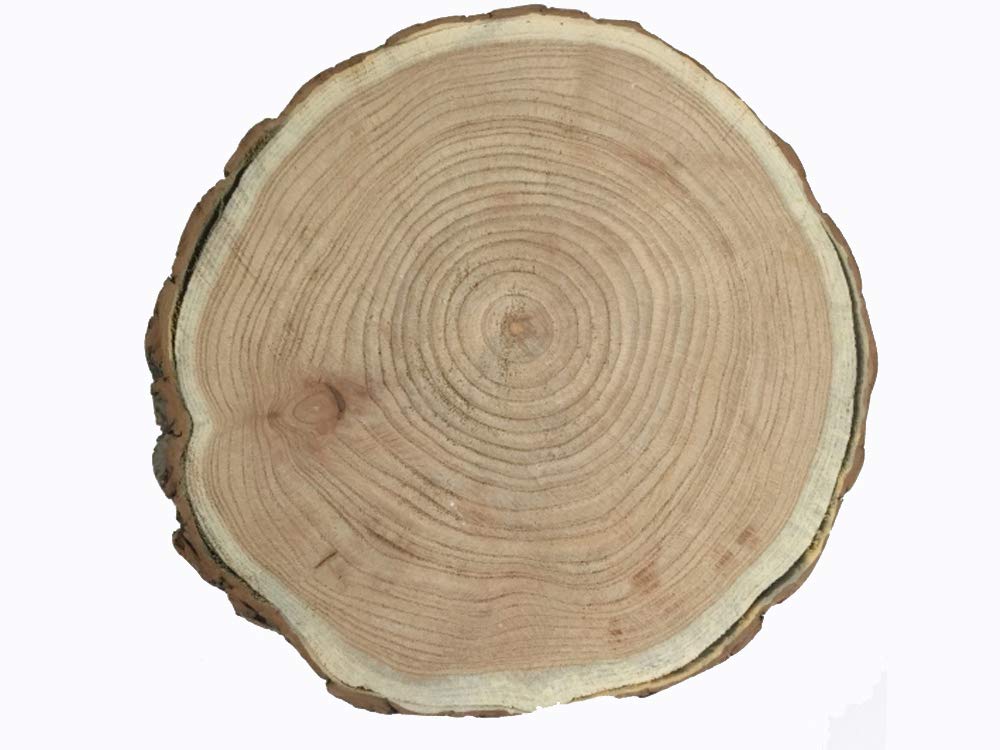 DELIGHT ATK WOODEN TREE SLICE 7-8 CM DFN352