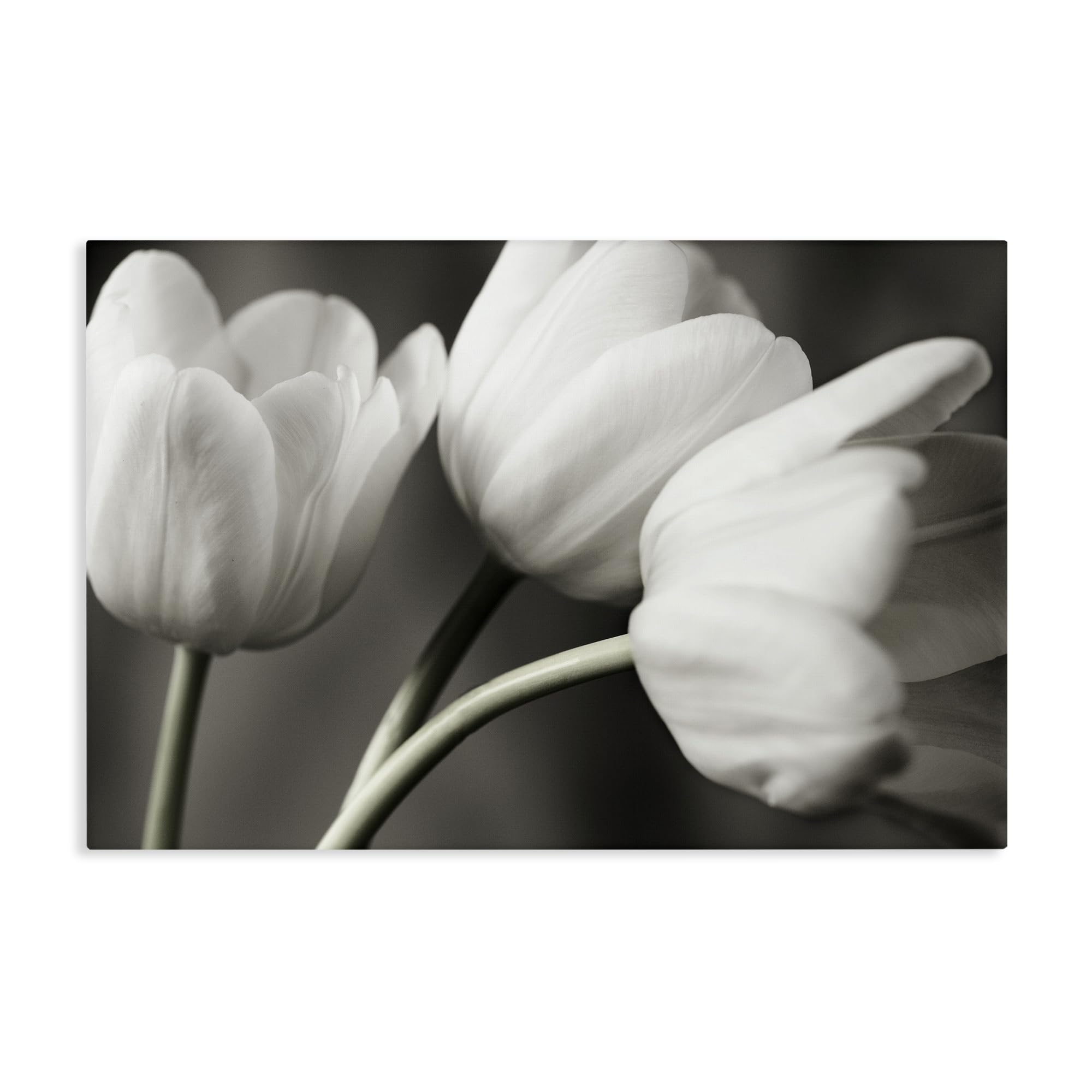 Stupell Industries Unframed 'Row Of Monochrome Tulips', Canvas Art, 36 X 24 Inches, Easy To Hang And Sturdy, Made In Usa, By Tom Quartermaine