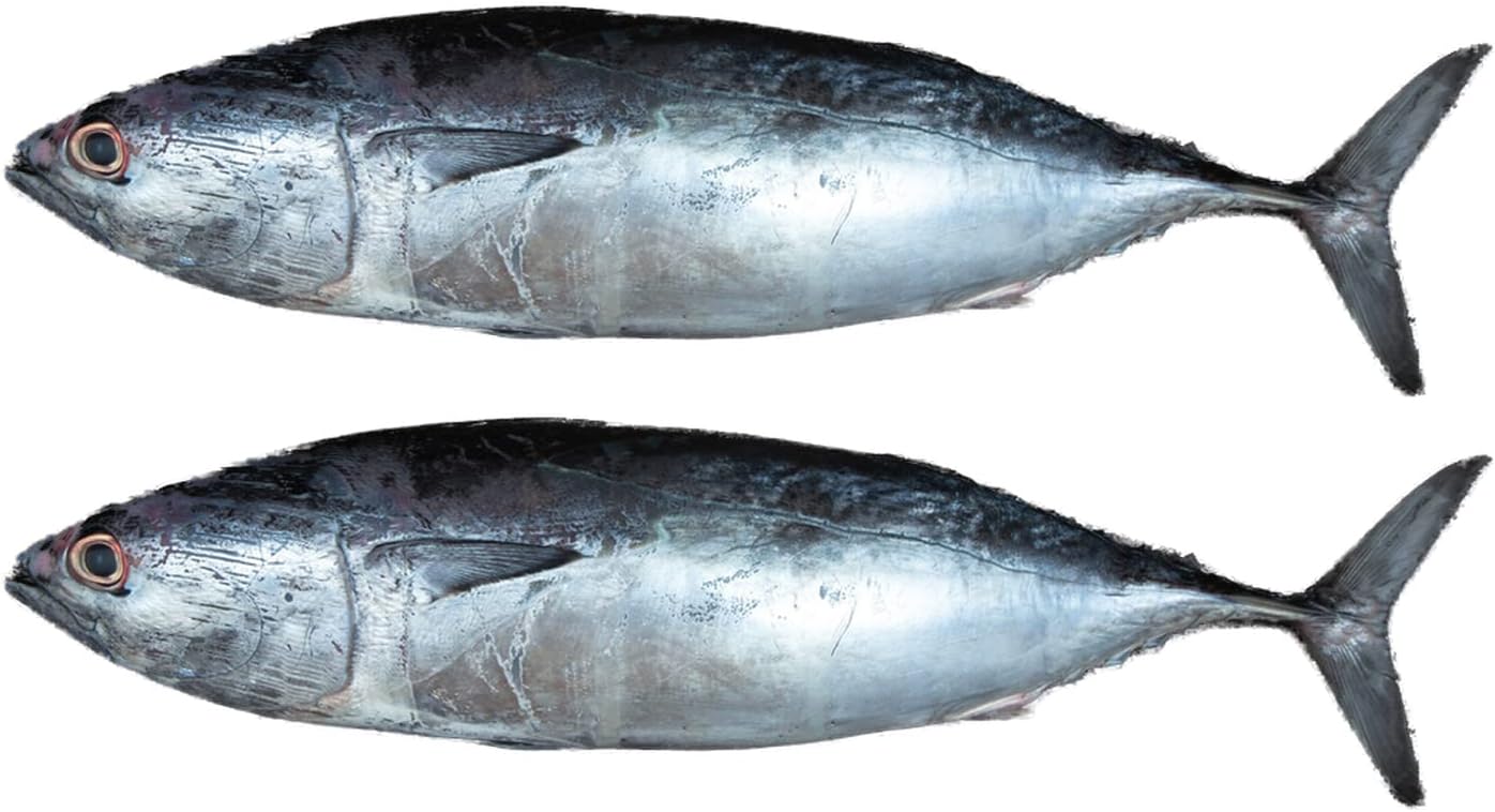 Fresh Tuna Fish Small Whole Cleaned 1 kg Approx.