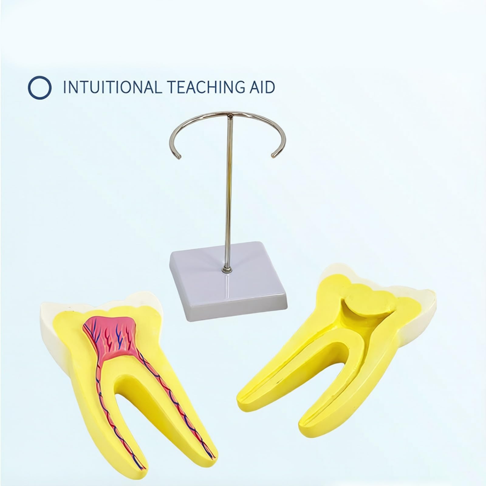 Modèle d ' anatomie molaire Modèle d ' enseignement molaire humain avec de base stable pour l ' enseignement dentaire et l ' éducation médicale Outil d ' éducation odontologique