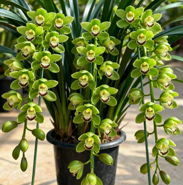 Hardy Cymbidium Bulbs & Outdoor Cymbidium Orchid Plants – Well-Suited for Balcony Settings, Creating Excellent Display-15 Rhizome-G