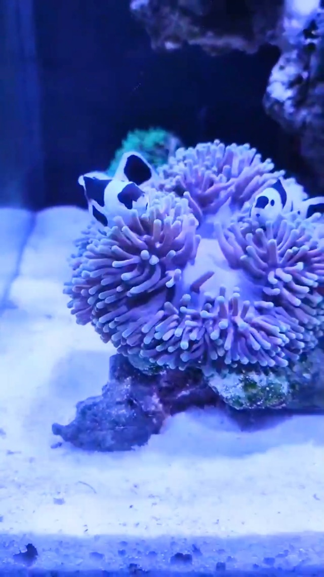 PopBloom RL60 WiFi Lampada LED Per Acquario Marino 60W - Controllo APP | Spettro Completo Per Coralli - Foto 3