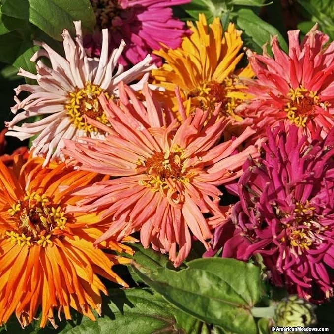 300 Super Giant Cactus Zinnia Seeds 3 Grams Non GMO Heirloom USA Harvested pollinator bee Butterfly