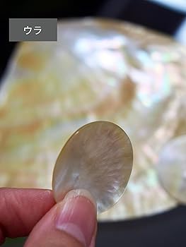 Amazon.co.jp: 【貝殻の問屋さん】真珠貝プレート-シロチョウガイ