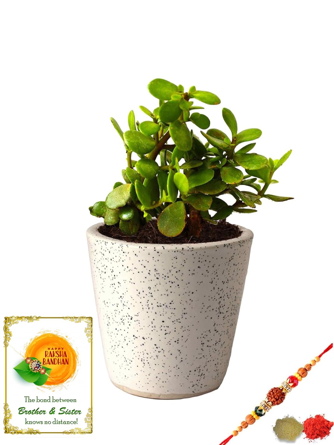 Rolling Nature Rakhi Combo of Good Luck Live Jade Plant in White Bucket Dew Ceramic Pot (B07GL59Y5T) Amazon Price History, Amazon Price Tracker