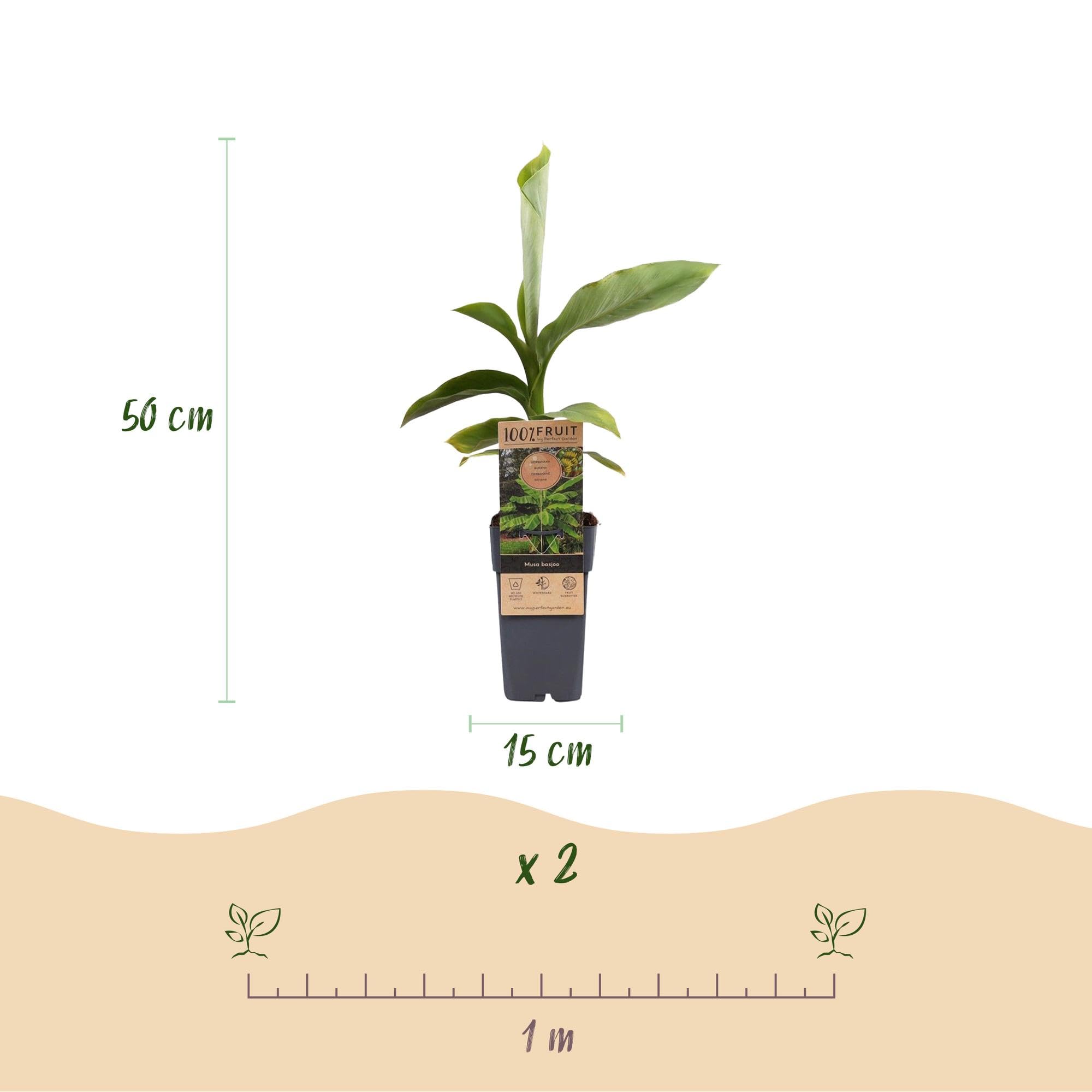 Piante di Banano Musa Basjoo, per Giardino, Verdi, Set di 2, Vaso 15cm